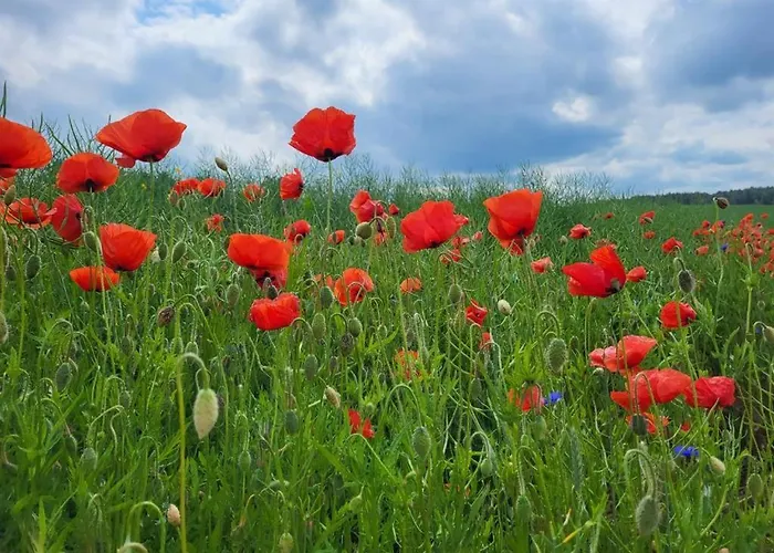 Dom wakacyjny Giżycko-przerwanki Widok Na Mazury Giżycko